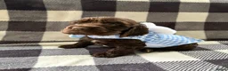 Cocker Spaniel dogs for sale: Last little Kc reg boy available   - Advert 20