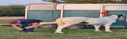 Welsh Section D horses for sale: Yearling Welsh cob cross traditional gelding  - Advert 6