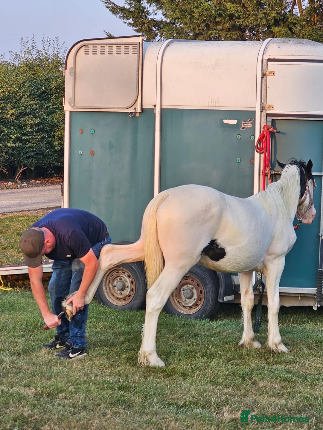 Welsh Section D horses for sale: Yearling Welsh cob cross traditional gelding  - Advert 6