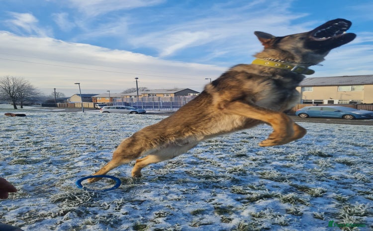 German Shepherd dogs - Advert 2