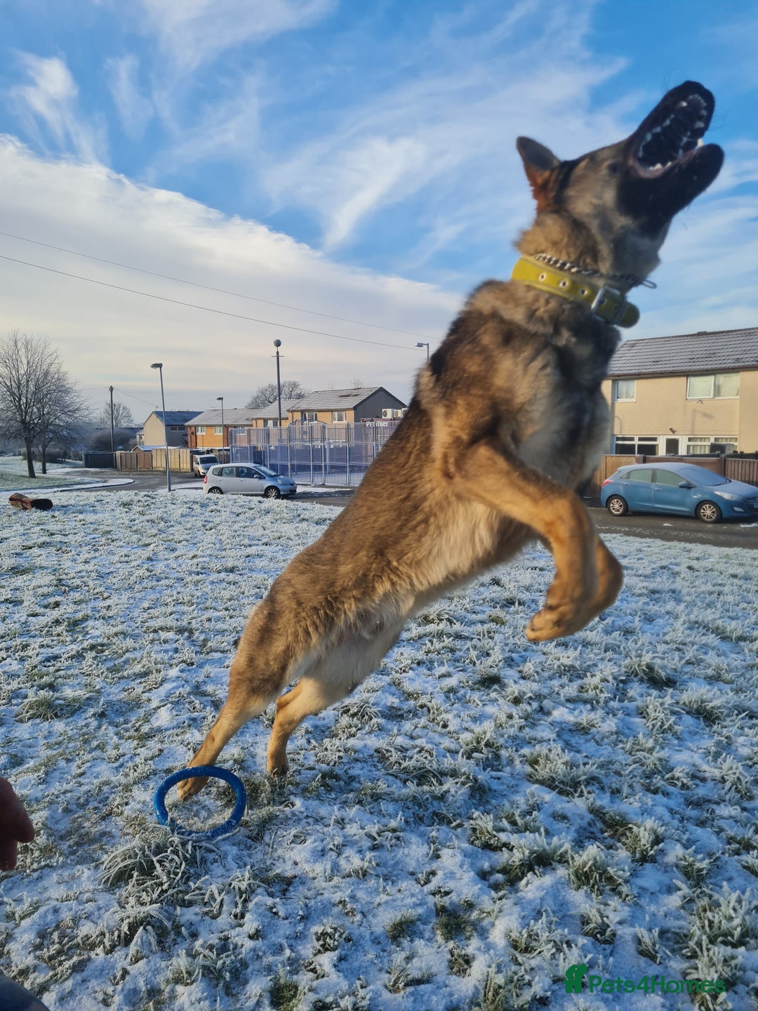 German Shepherd dogs for stud: Male German shepherd  - Image 1
