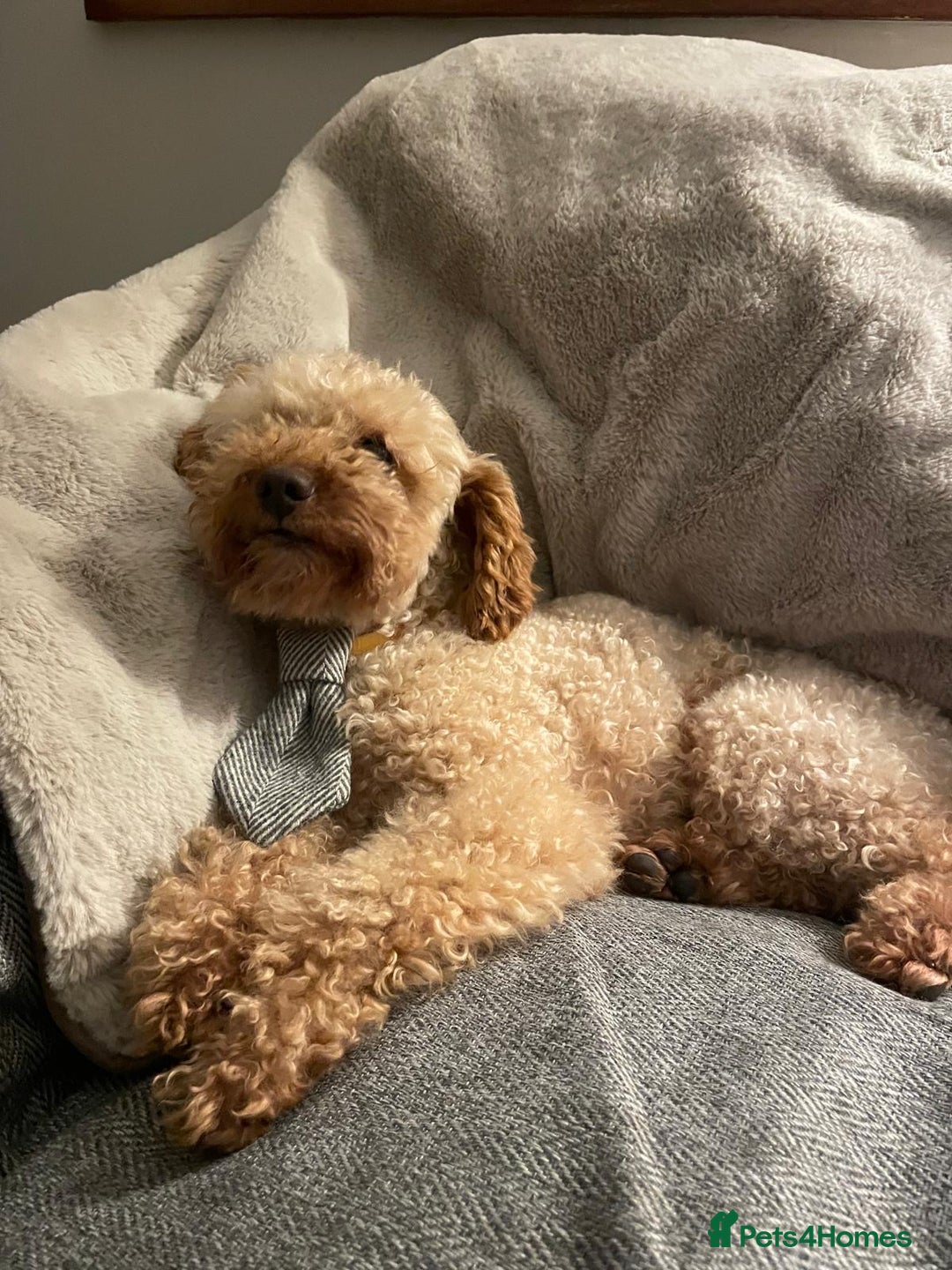 Toy Poodle dogs for stud: Toy Poodle for stud - Advert 4