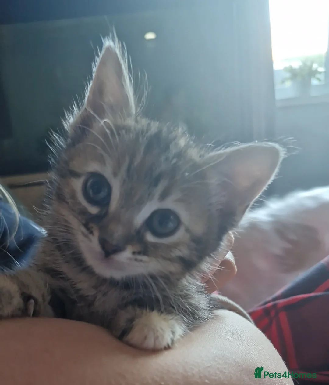 Bengal cats for sale: 4 half bengal kittens - Advert 15