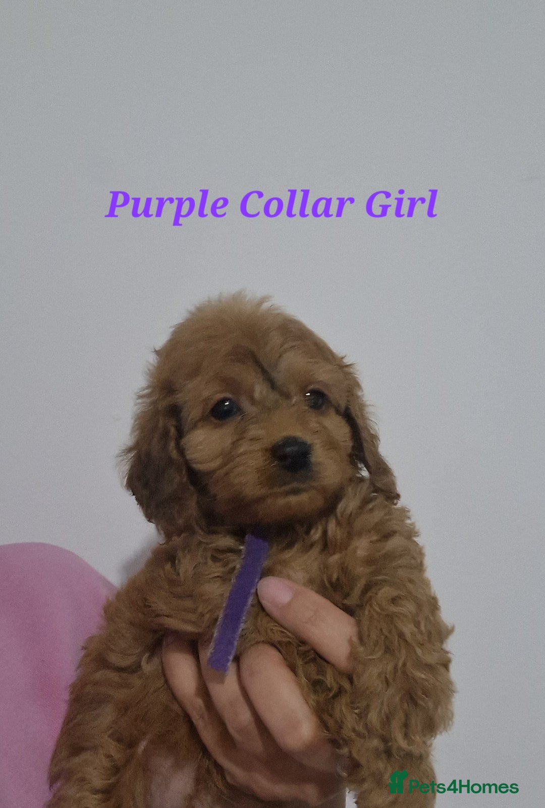 Cockapoo dogs for sale: Beautiful F1 Cockapoo puppies - Advert 2