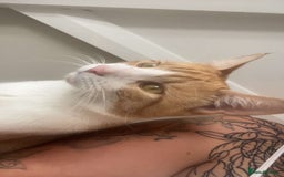 Mixed Breed cats for sale: Tails in need of new home  - Image 5