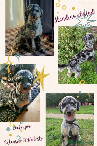 Cockapoo dogs in Basildon - Advert 1