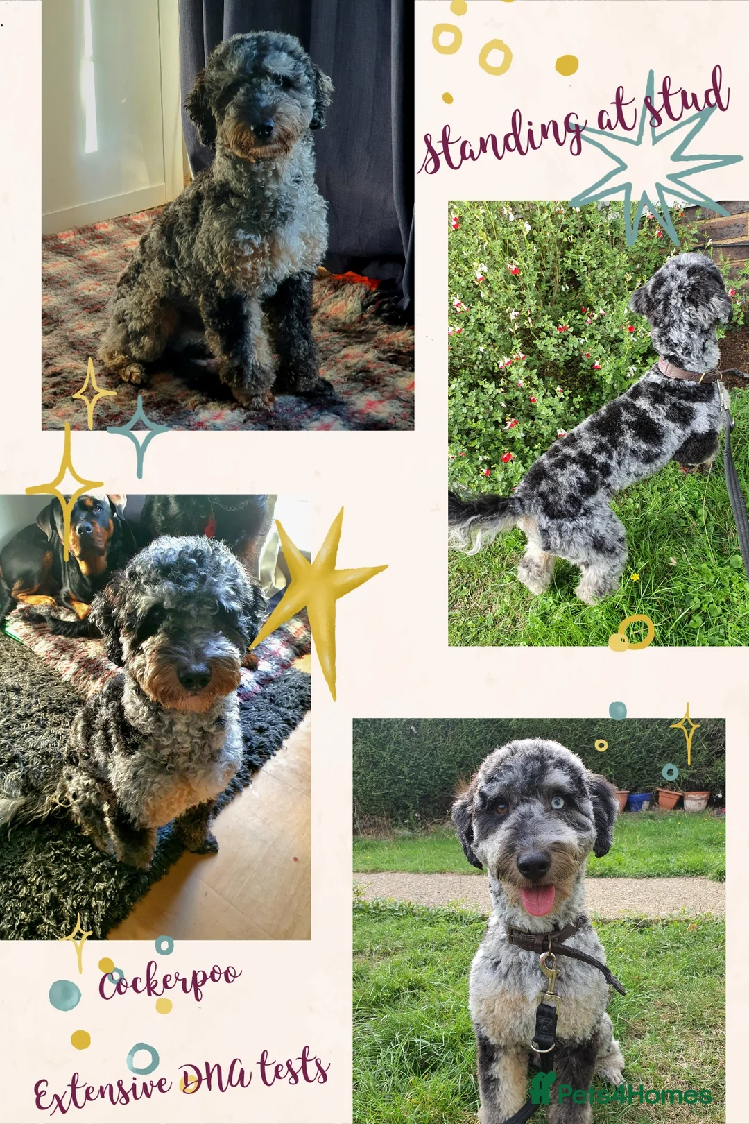 Cockapoo dogs for stud: F1 Blue Phantom merle Cockerpoo standing at stud in Basildon - Advert 1