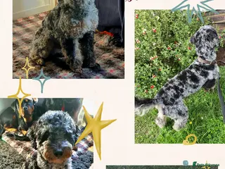 Cockapoo dogs F1 Blue Phantom merle Cockerpoo standing at stud in Basildon - Advert 8