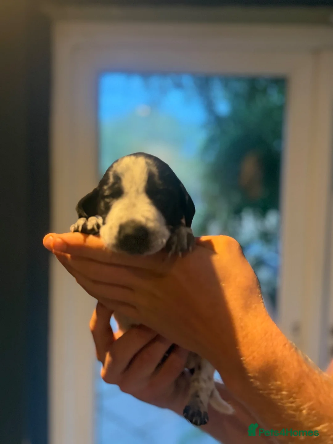 German Shorthaired Pointer dogs for sale: 🏆 Exceptional SALUKI × GSP Puppies 🏆  - Advert 2
