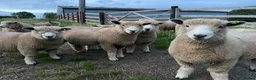 Sheep livestock for sale: Pedigree ryeland ram lambs in Hereford - Advert 3