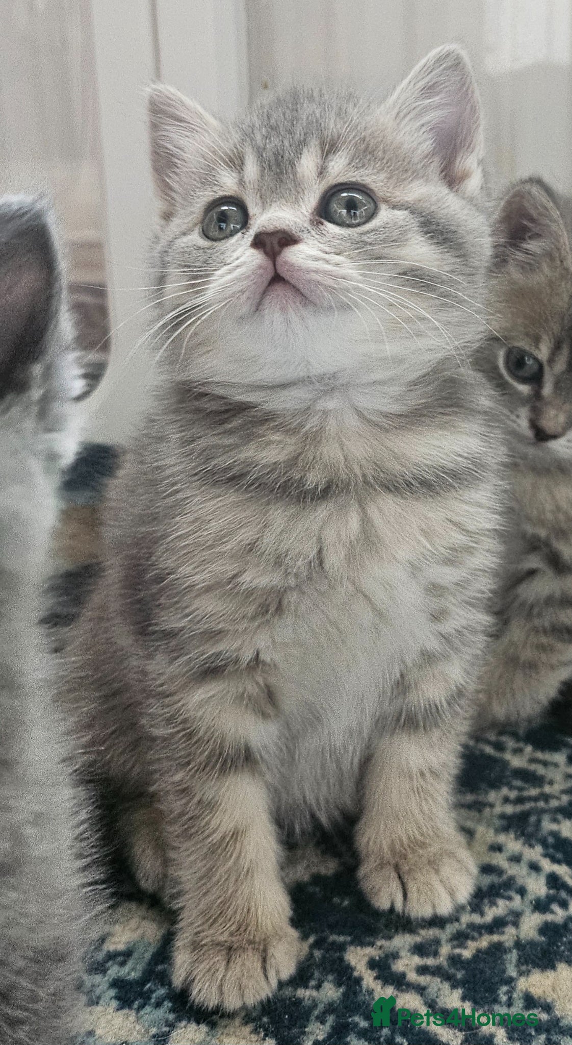 British Shorthair cats Blue Golden & Blue British Shorthair Kittens  - Advert 17
