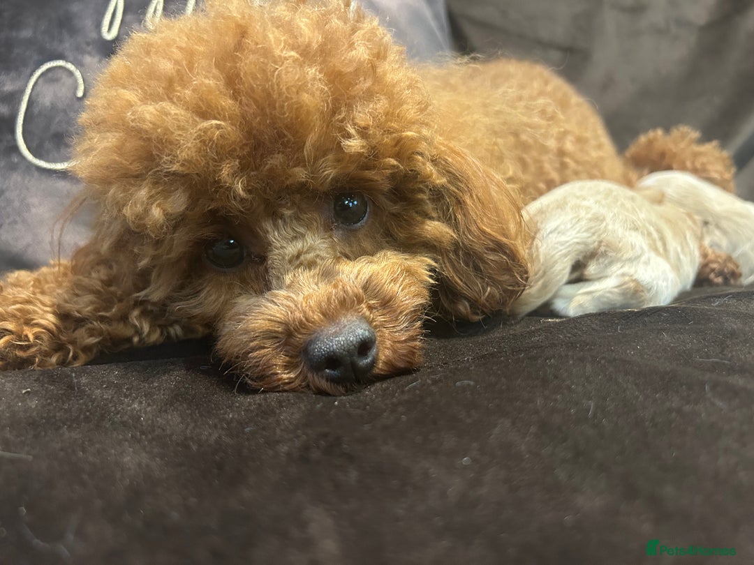 Maltipoo dogs for sale: Teeny tiny multipoos babies 🧸 - Advert 7