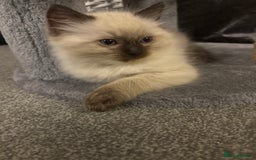 Ragdoll cats for sale: Beautiful ragdoll kittens for sale  - Image 3