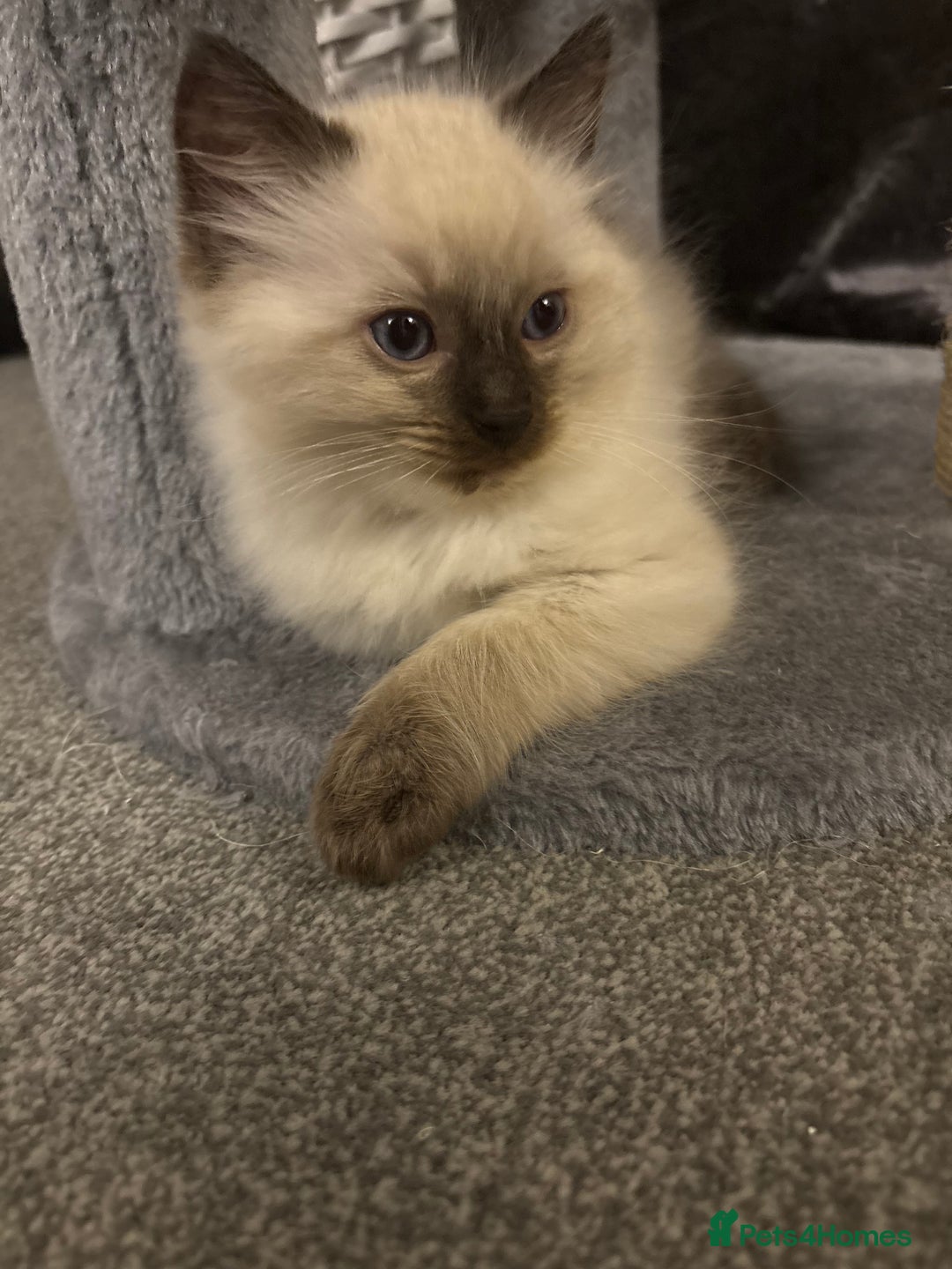 Ragdoll cats for sale: Beautiful ragdoll kittens for sale  - Image 3