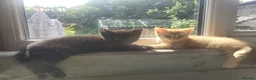 Mixed Breed cats for sale: Stunning Part Siamese Kittens. in Wrexham - Advert 12