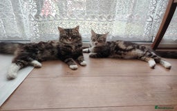Norwegian Forest Cat cats for sale: Norwegian Forest kittens  - Image 18