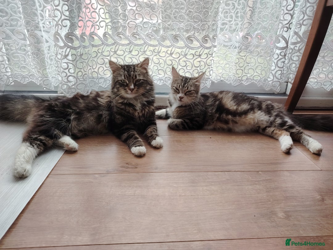 Norwegian Forest Cat cats for sale: Norwegian Forest kittens  - Image 18