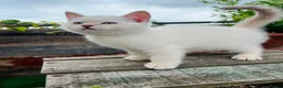 Scottish Fold cats for sale: Beautiful Scottish kitties  - Advert 7