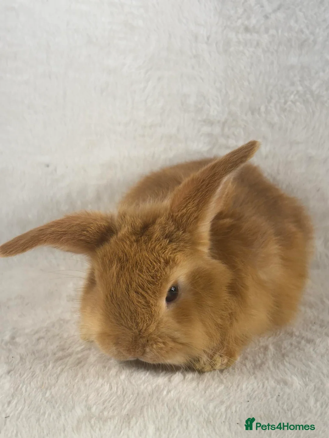 Mini Lop rabbits for sale: 6 x ginger/brown mini lop rabbits - Advert 9
