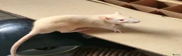 Rat rodents for sale: Young ginger rats in Croydon - Advert 2