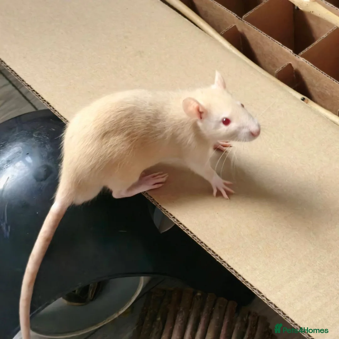 Rat rodents for sale: Young ginger rats in Croydon - Advert 2
