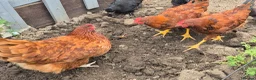 Pigeons birds for sale: 3 Healthy Brown Chickens for Sale! 🐔  - Advert 2