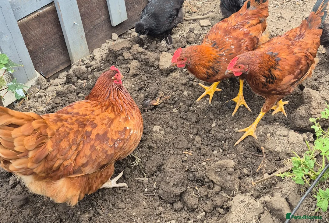 Pigeons birds for sale: 3 Healthy Brown Chickens for Sale! 🐔  - Advert 2