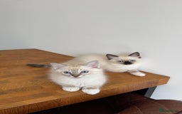 Ragdoll cats for sale: REDUCED * Pedigree Ragdoll Kittens READY TO GO!!! - Image 10
