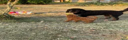 Bernedoodle dogs for sale: Beautiful Bernedoodle Looking for His Forever Home in St Albans - Advert 7