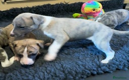 Whippet dogs for sale: Beautiful KC Whippet pups 5 boys - Image 20