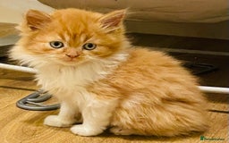 Mixed Breed cats for sale: Beautiful kittens ready for new homes.  - Image 10