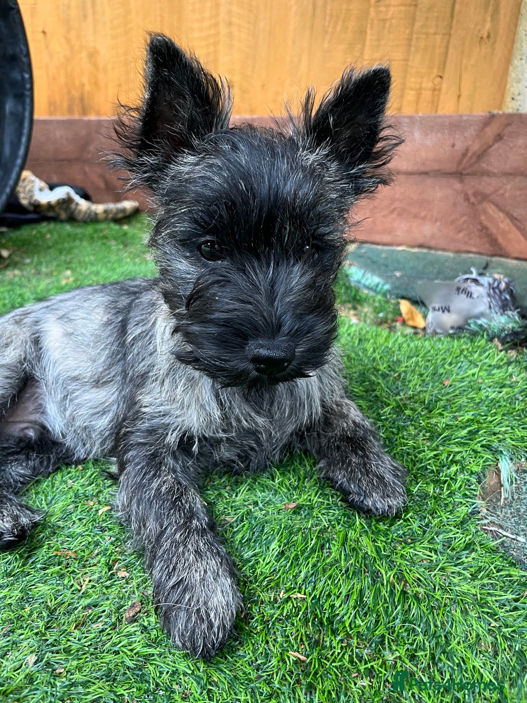 Cairn Terrier dogs for sale: Handsome Cairn Terrier Boy - Image 2
