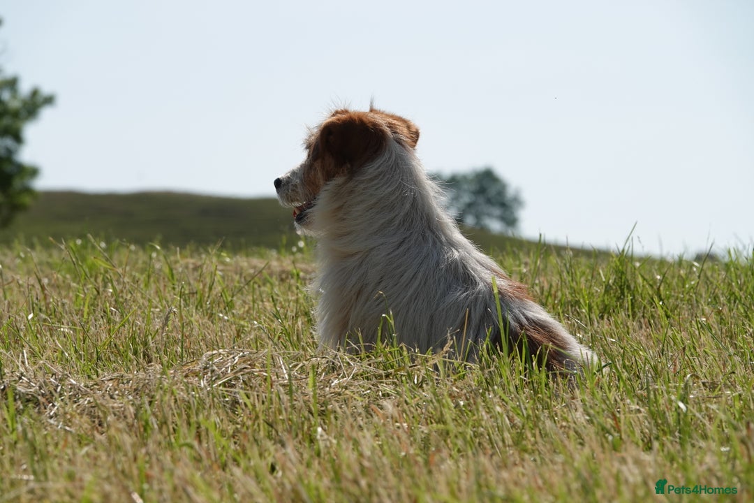 Jack Russell dogs for sale: KC Registered JR puppies  - Image 12
