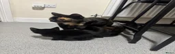 Mixed Breed cats for sale: 3 beautiful kittens for sale in Preston - Advert 5
