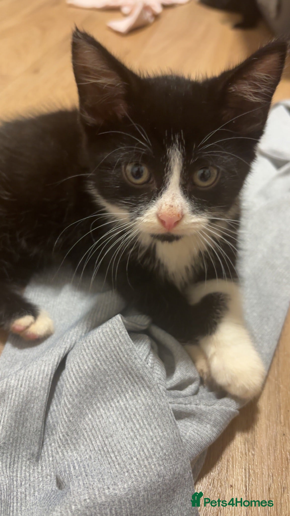 Mixed Breed cats Boy kitten  - Advert 1