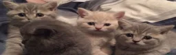 British Shorthair cats for sale: 🐾 3 Beautiful British Shorthairs 🐾 in Birmingham - Advert 4