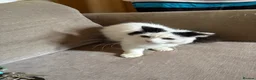 British Longhair cats for sale: Urgent re homing  in Stoke-on-Trent - Advert 1
