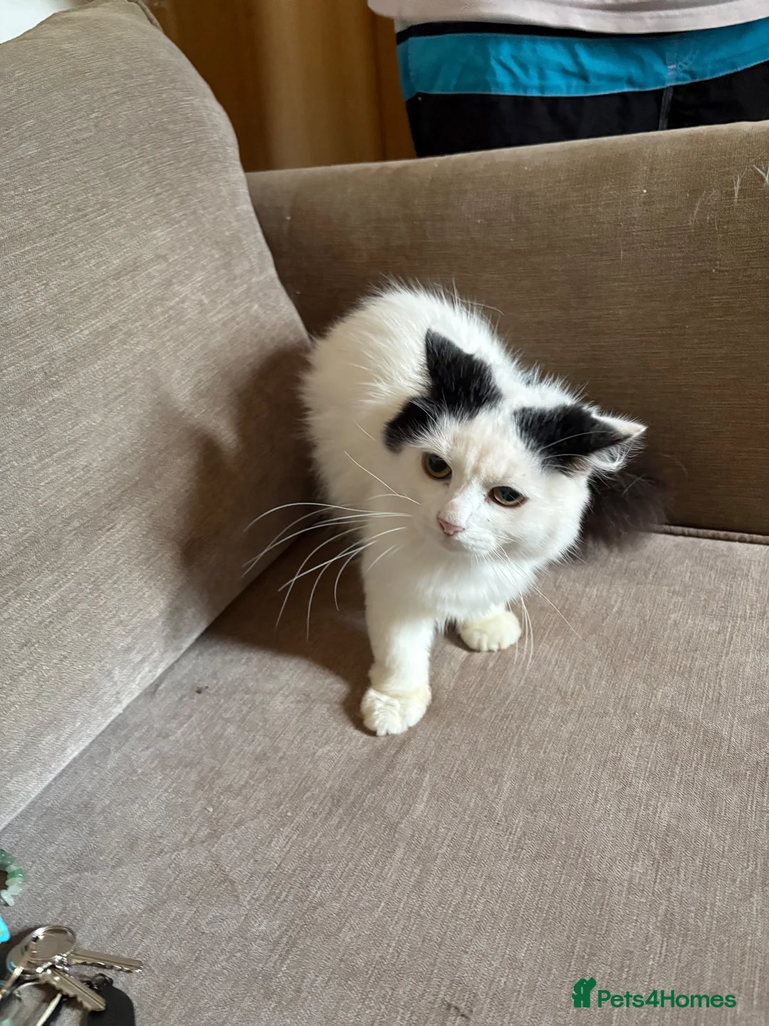 British Longhair cats for sale: Urgent re homing  in Stoke-on-Trent - Advert 1