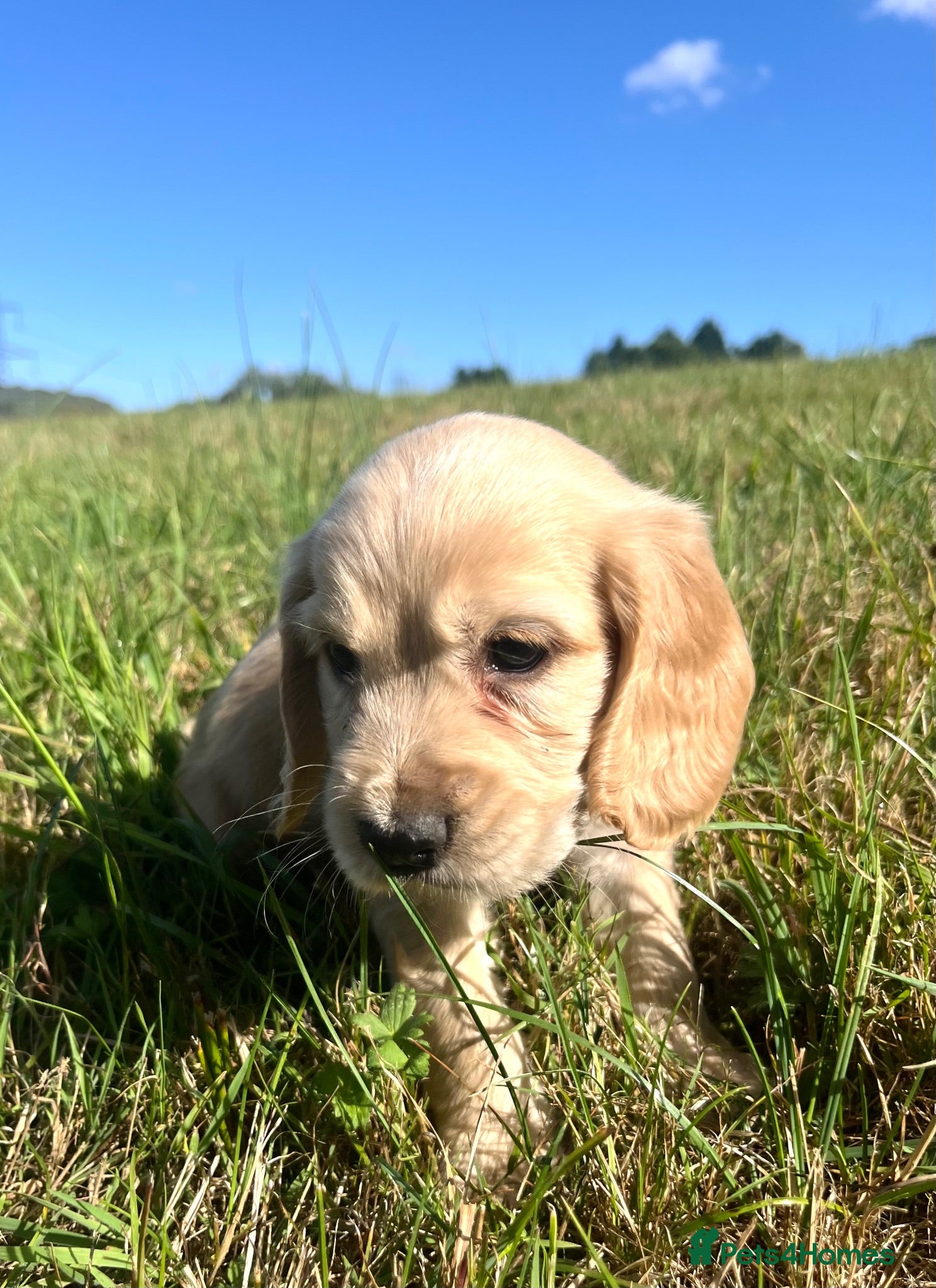 Cocker Spaniel dogs Ready next week!Beautiful cocker spaniels  - Advert 12