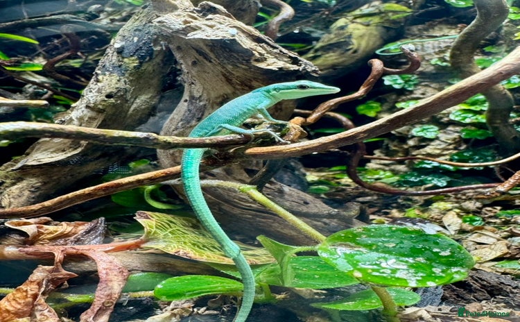 Lizard reptiles - Advert 1