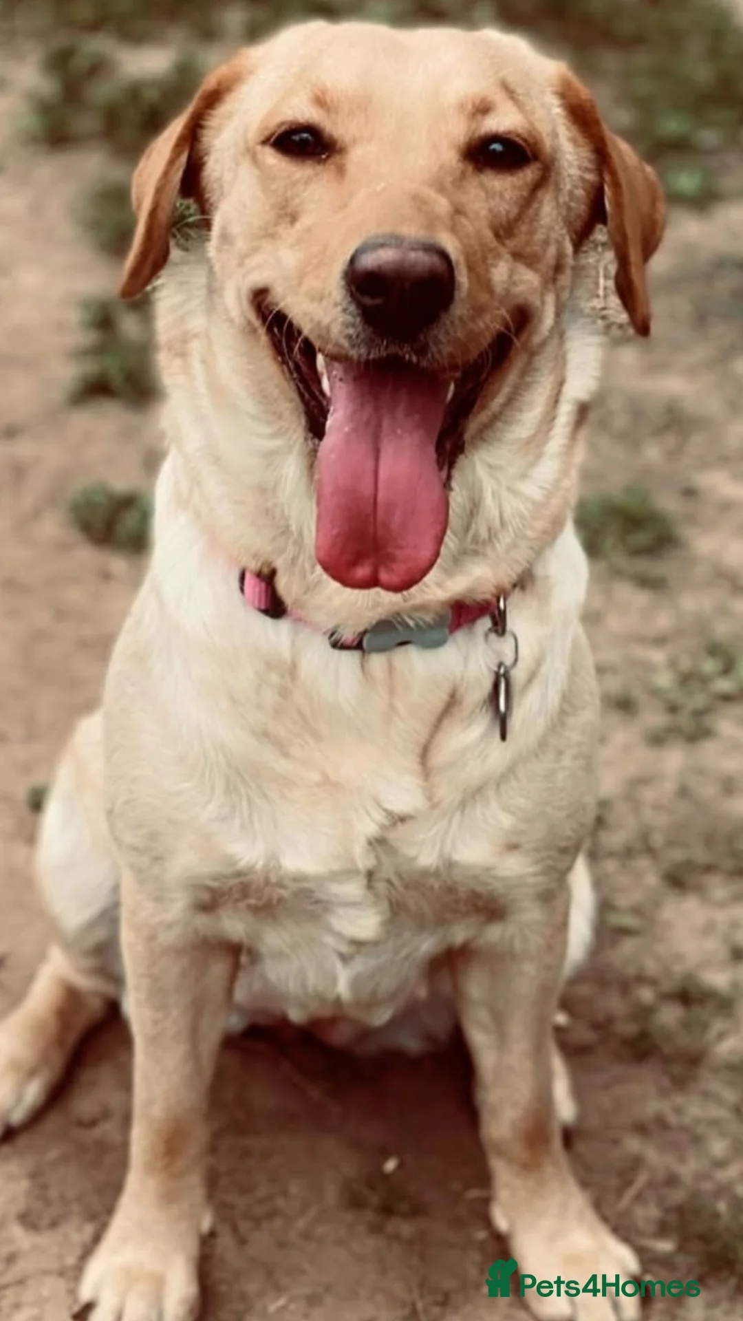 Mixed Breed dogs for sale: Labrador X Sproodle - Advert 15