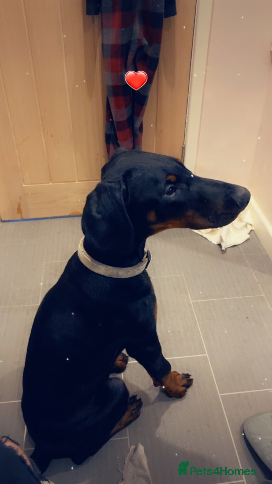 Dobermann dogs for sale: Loving, Cat-Free Home for Wonderful Doberman Girl - Advert 3