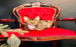 Bengal cats for sale: Beautiful Bengal/Tuxedo Cats  - Image 12