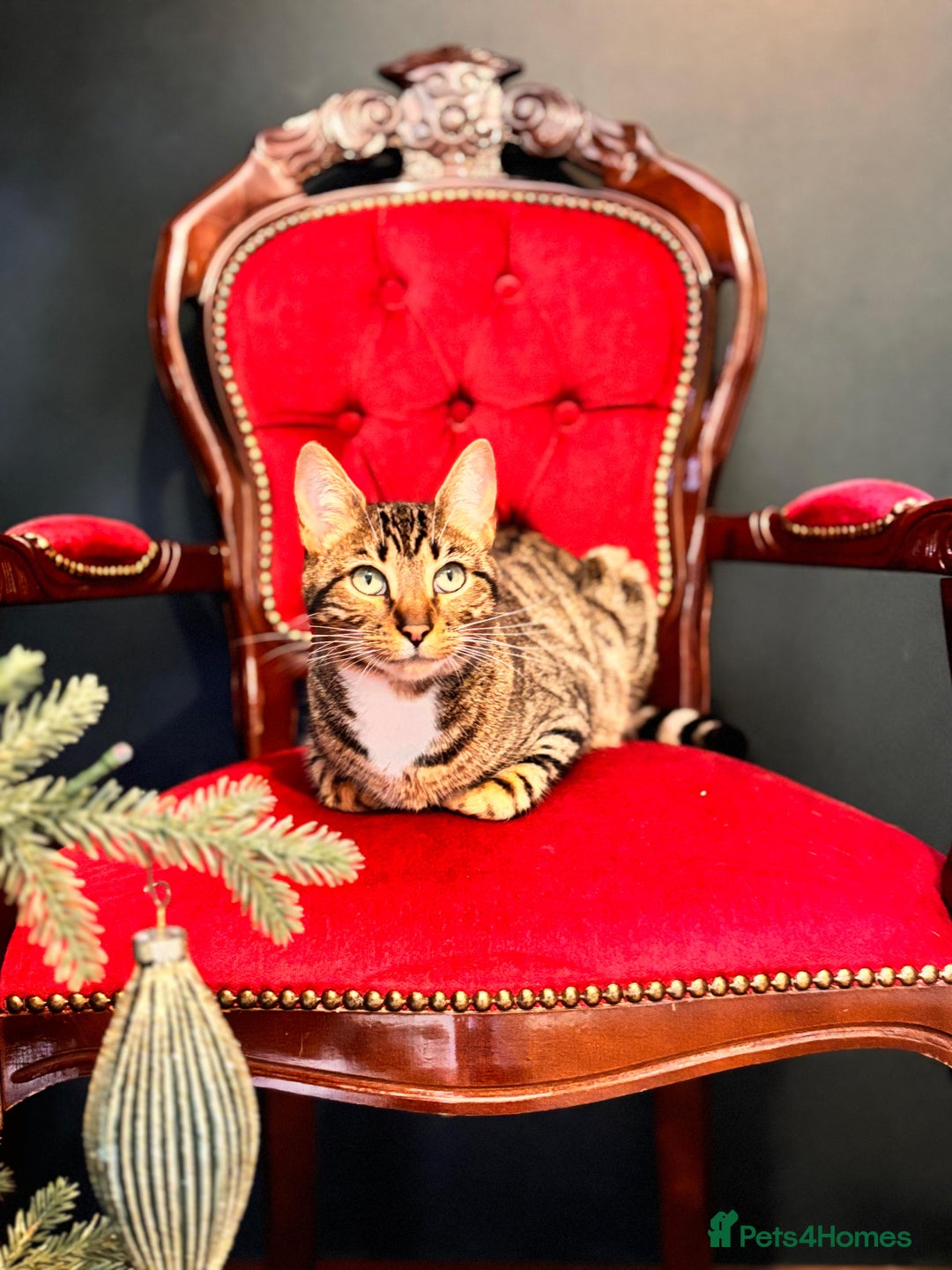 Bengal cats for sale: Beautiful Bengal/Tuxedo Cats  - Image 12