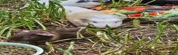 Guinea Pig rodents for sale: 8 male guinea pigs  - Advert 9