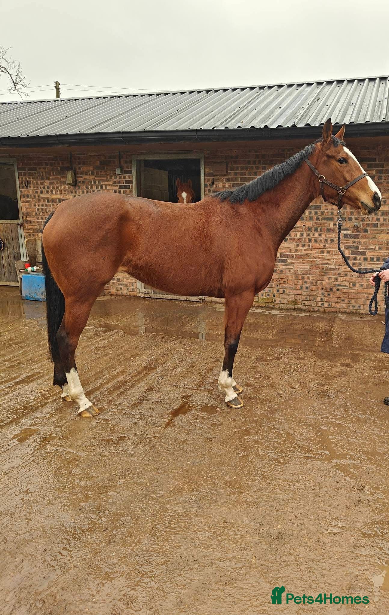 Irish Thoroughbred horses 15.2hh mare for sale  - Advert 1