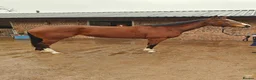 Irish Thoroughbred horses for sale: 15.2hh mare for sale  in Stoke-on-Trent - Advert 1