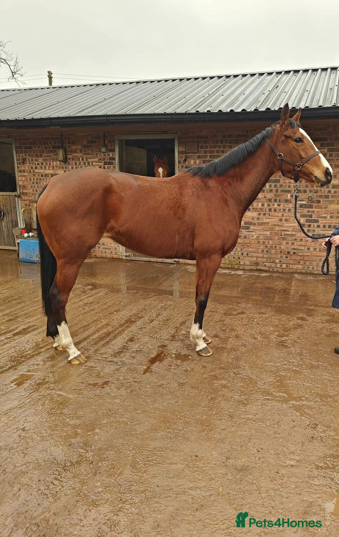 Irish Thoroughbred horses for sale: 15.2hh mare for sale  in Stoke-on-Trent - Advert 1