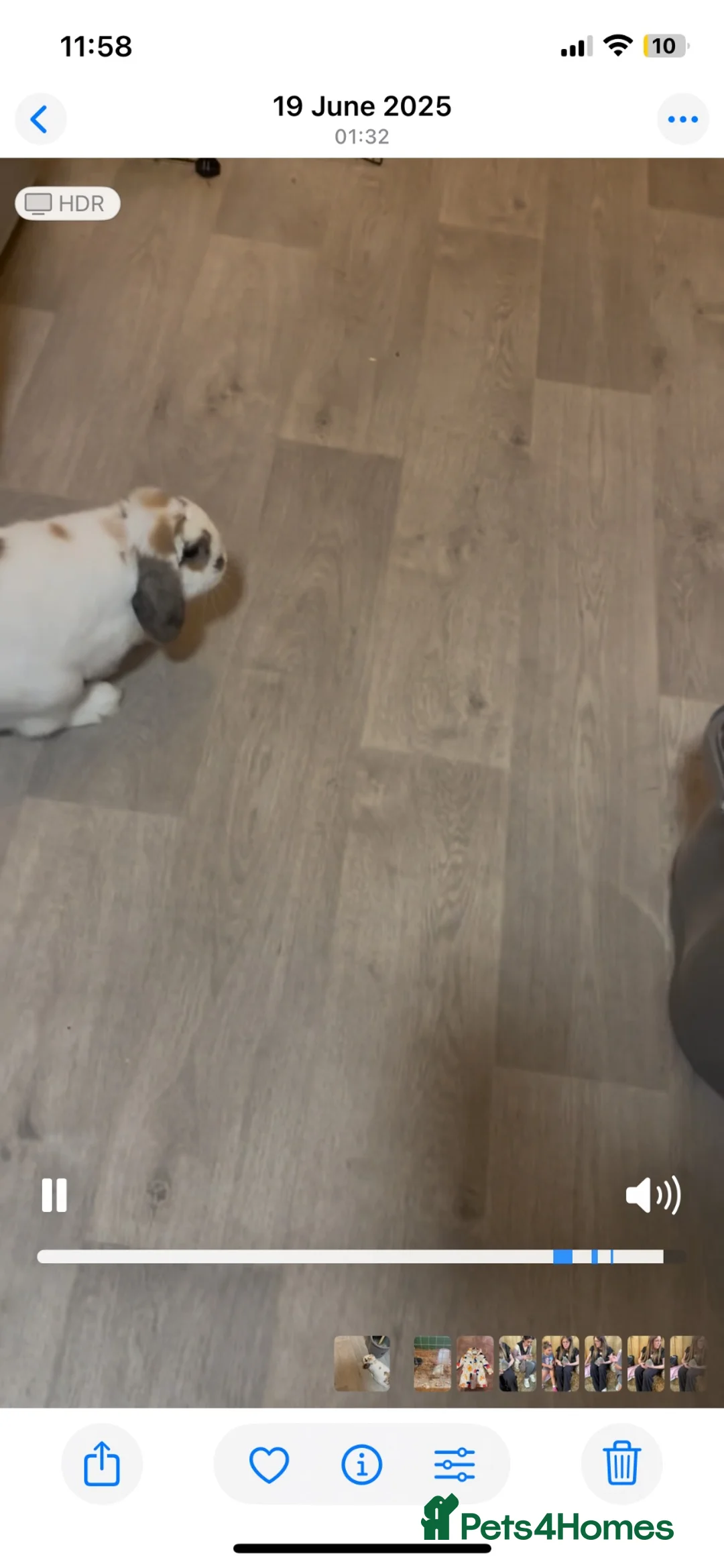 Mini Lop rabbits for sale: Beautiful male holland lop beed to be rehomed in Liverpool - Advert 4