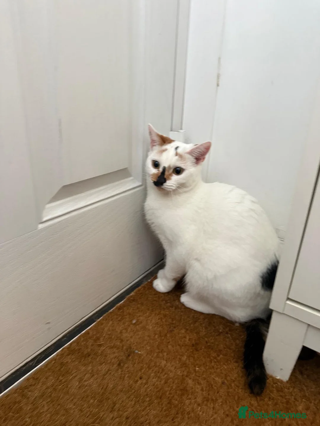 Mixed Breed cats for sale: Beautiful 6-Month-Old Female Kitten – Pamuk 🤍🐾 in Enfield - Advert 6